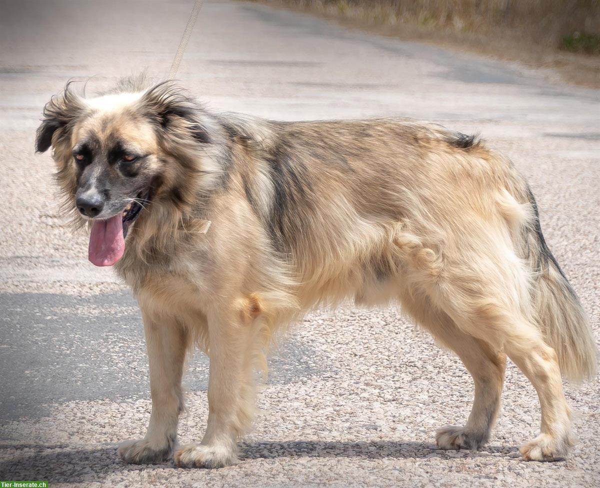 Bild 5: Mischlingsrüde Manixe, ein liebenswerter Powerhund!