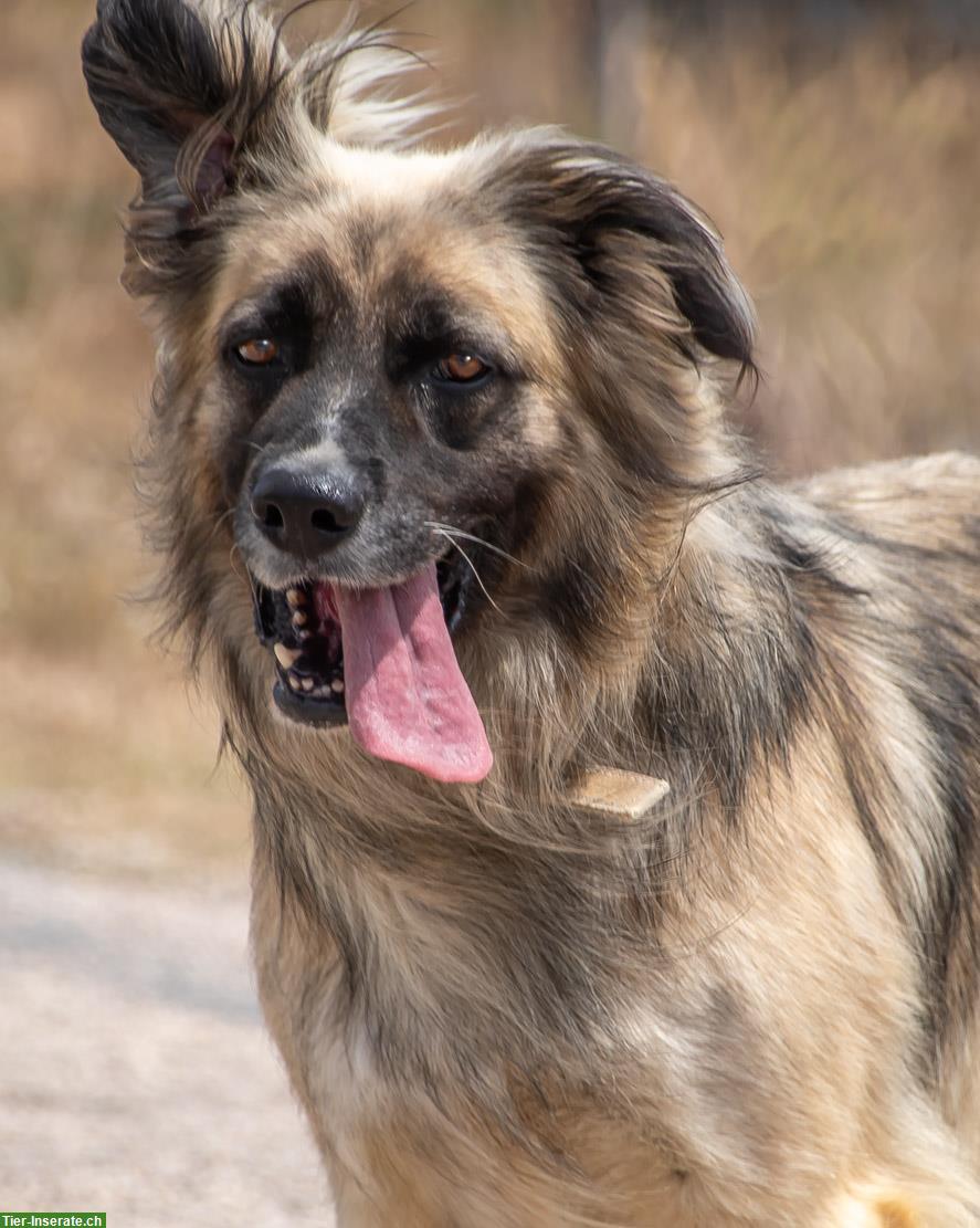 Bild 6: Mischlingsrüde Manixe, ein liebenswerter Powerhund!