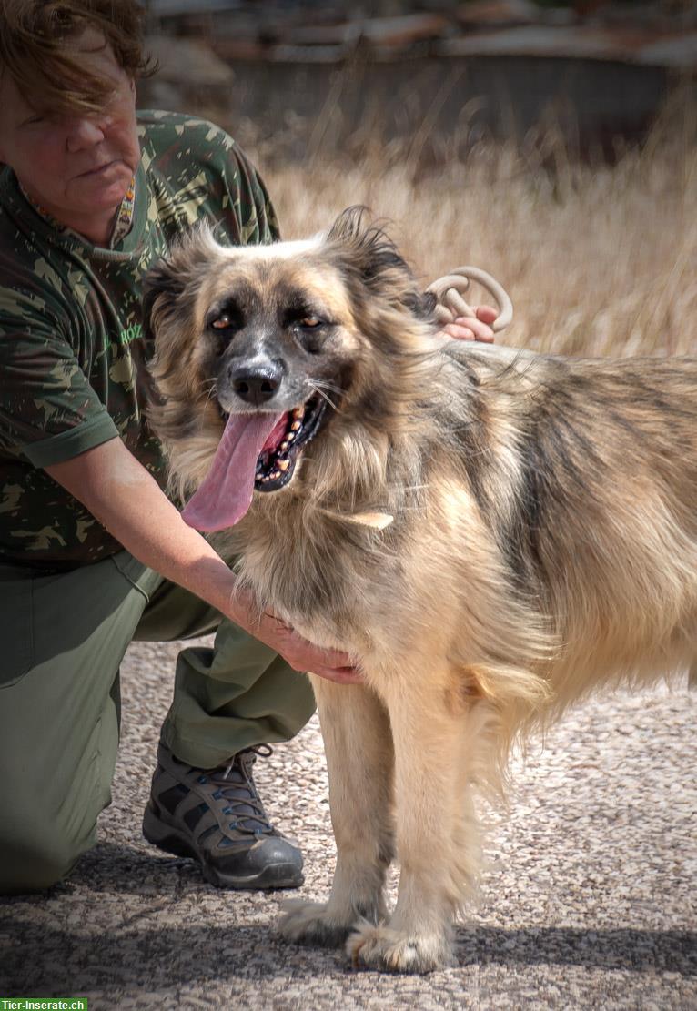 Bild 7: Mischlingsrüde Manixe, ein liebenswerter Powerhund!