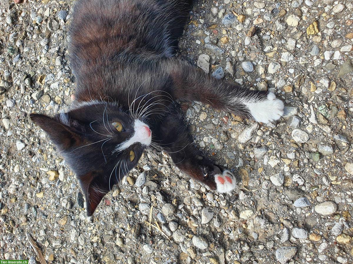 Bild 3: Junge handzahme Katzenbabys abzugeben