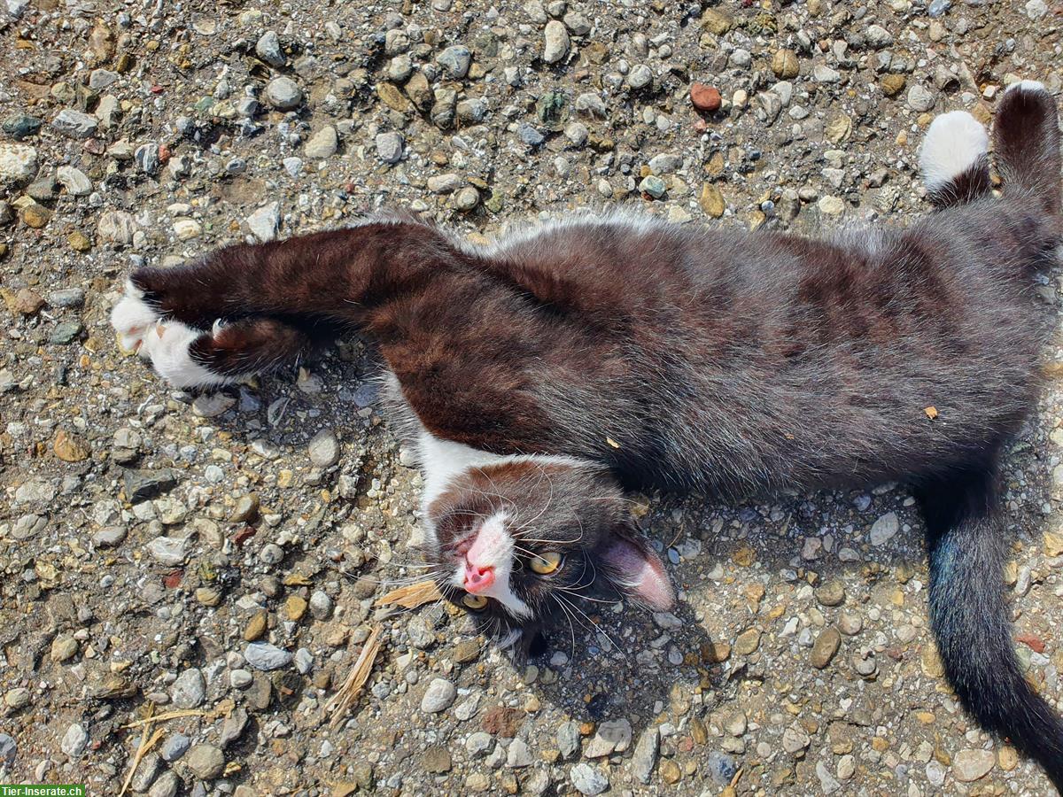 Bild 4: Junge handzahme Katzenbabys abzugeben