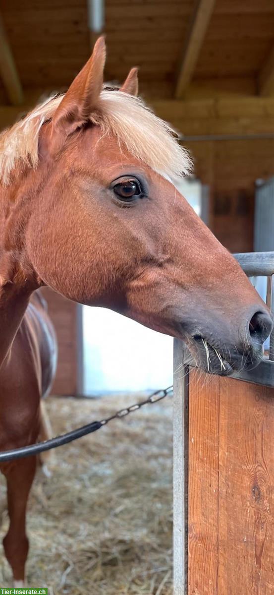 Deutsches Reitpony Pflegebeteiligung, ZH-Oberland