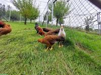 Junghennen Italiener Hühner zu verkaufen