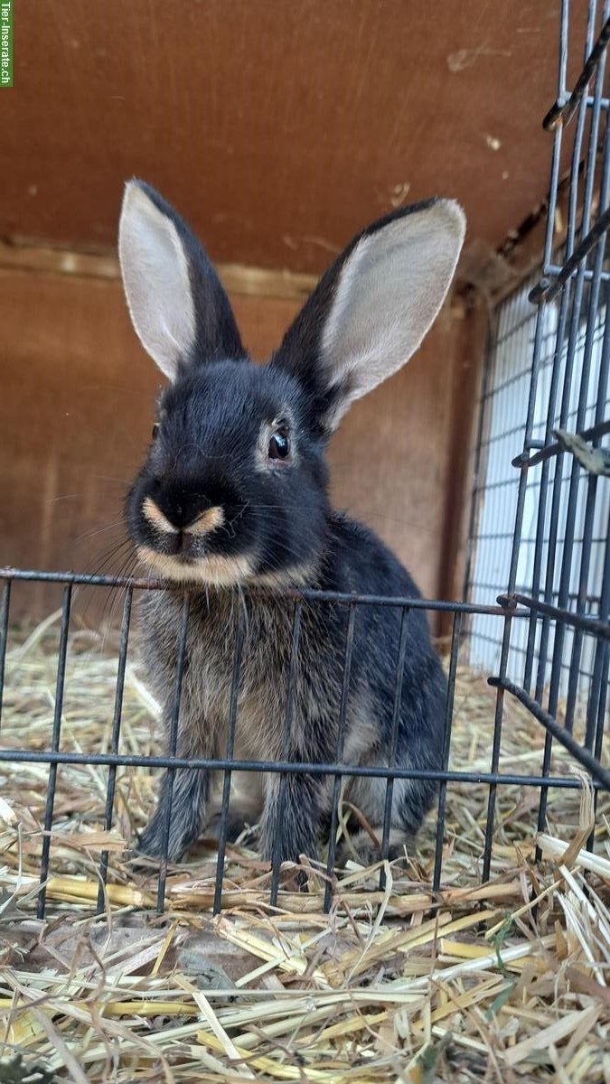 Junges Loh Kaninchen sucht schönes zuhause ab sofort