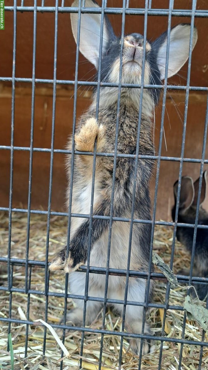 Bild 2: Junges Loh Kaninchen sucht schönes zuhause ab sofort