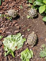 Schildkröten-Haus und 4 kleine Schildkröten zu verkaufen