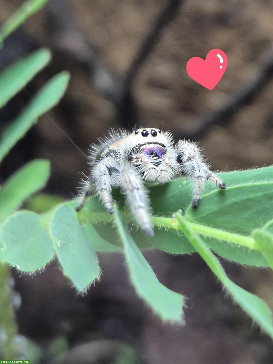 Bild 4: Phidippus Regius Trinidad Springspinnen abzugeben