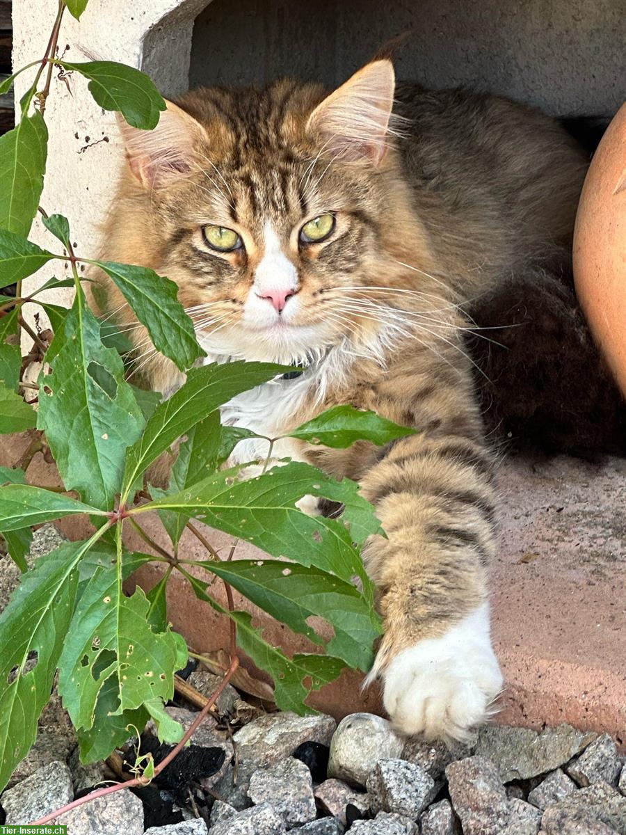 Maine Coon Zucht-/Deckkater zu verkaufen