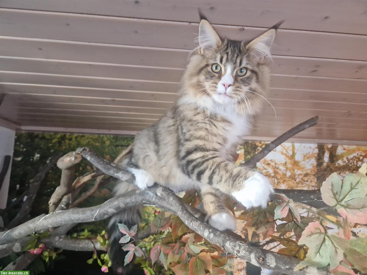 Bild 2: Maine Coon Zucht-/Deckkater zu verkaufen