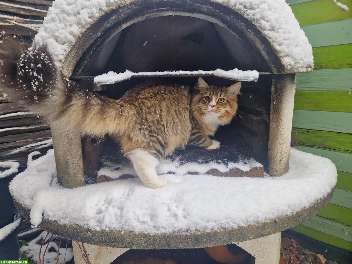 Bild 3: Maine Coon Zucht-/Deckkater zu verkaufen