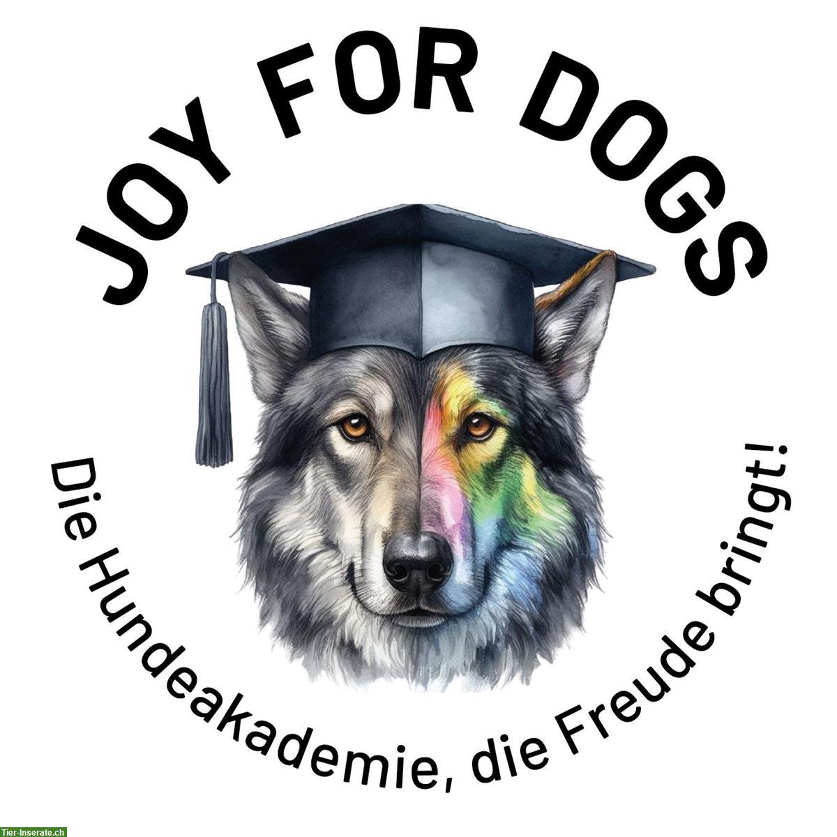 Willkommen in der Hundeakademie, der Hundeschule für alle Hunde!