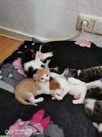 Junge süße Katzenbabys suchen ein schönes Zuhause