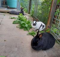 3 Schecken Kaninchen suchen einen neuen Platz