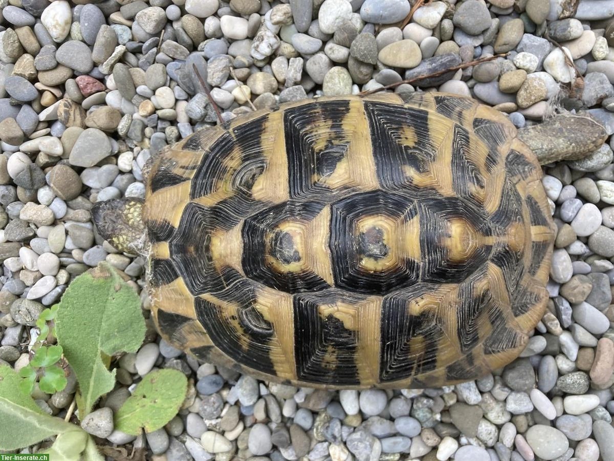 Griechische Landschildkröten, weiblich & männlich