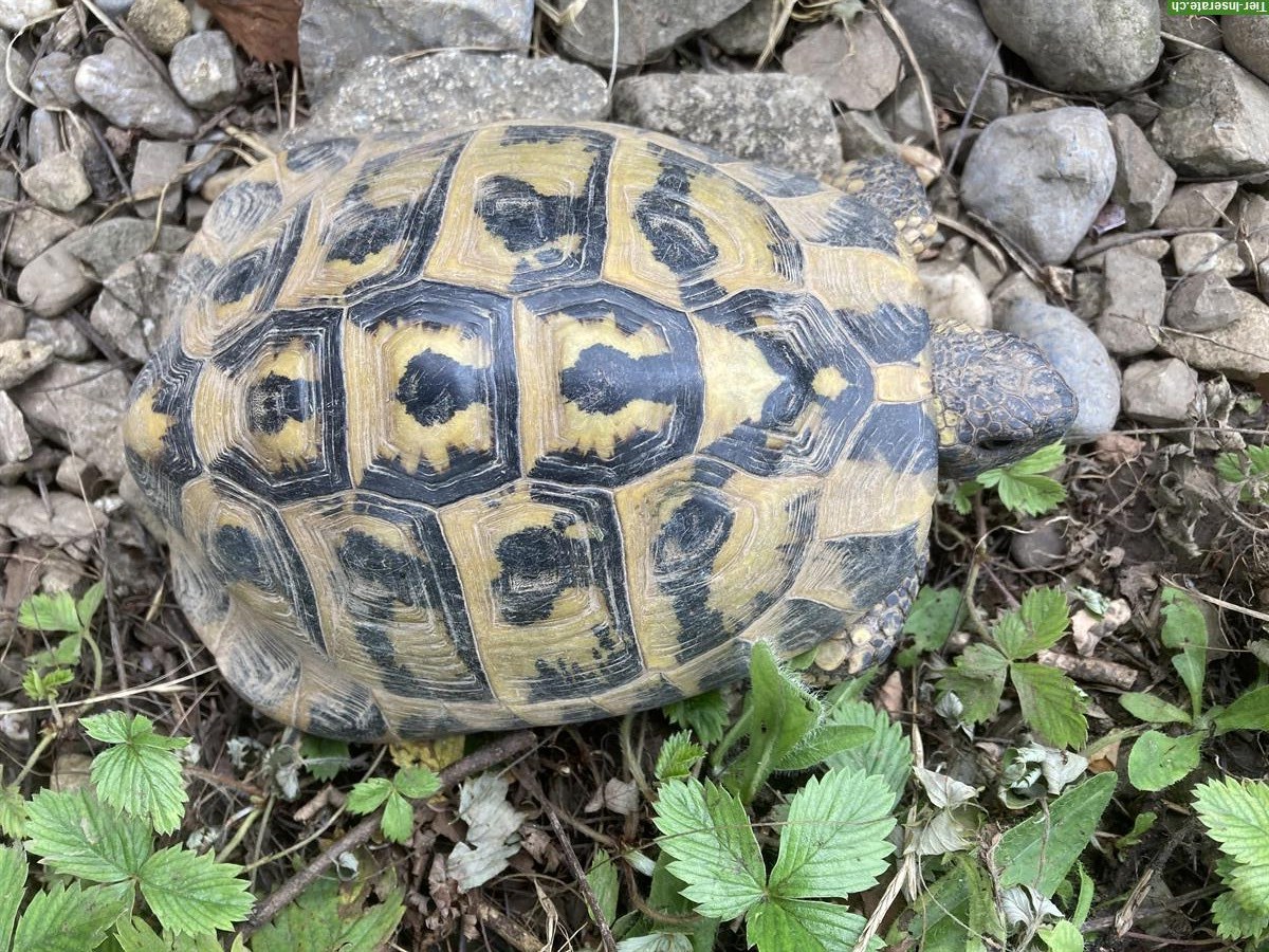 Bild 2: Griechische Landschildkröten, weiblich & männlich