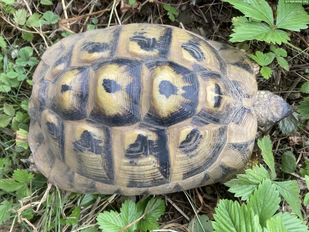 Bild 3: Griechische Landschildkröten, weiblich & männlich