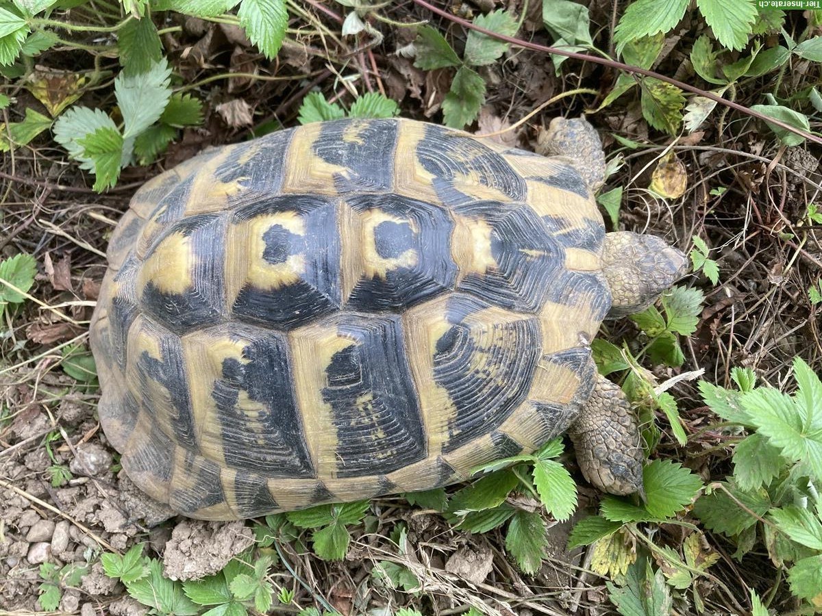 Bild 4: Griechische Landschildkröten, weiblich & männlich