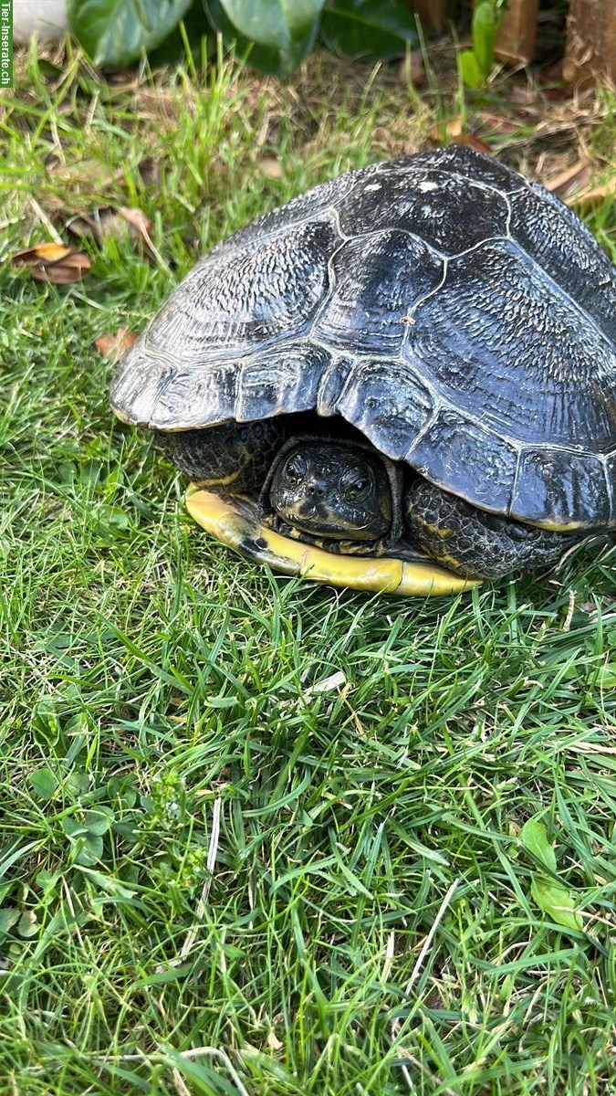 Gelbwangen Wasserschildkröte günstig abzugeben