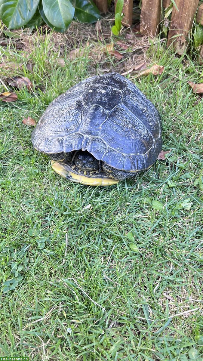 Bild 2: Gelbwangen Wasserschildkröte günstig abzugeben