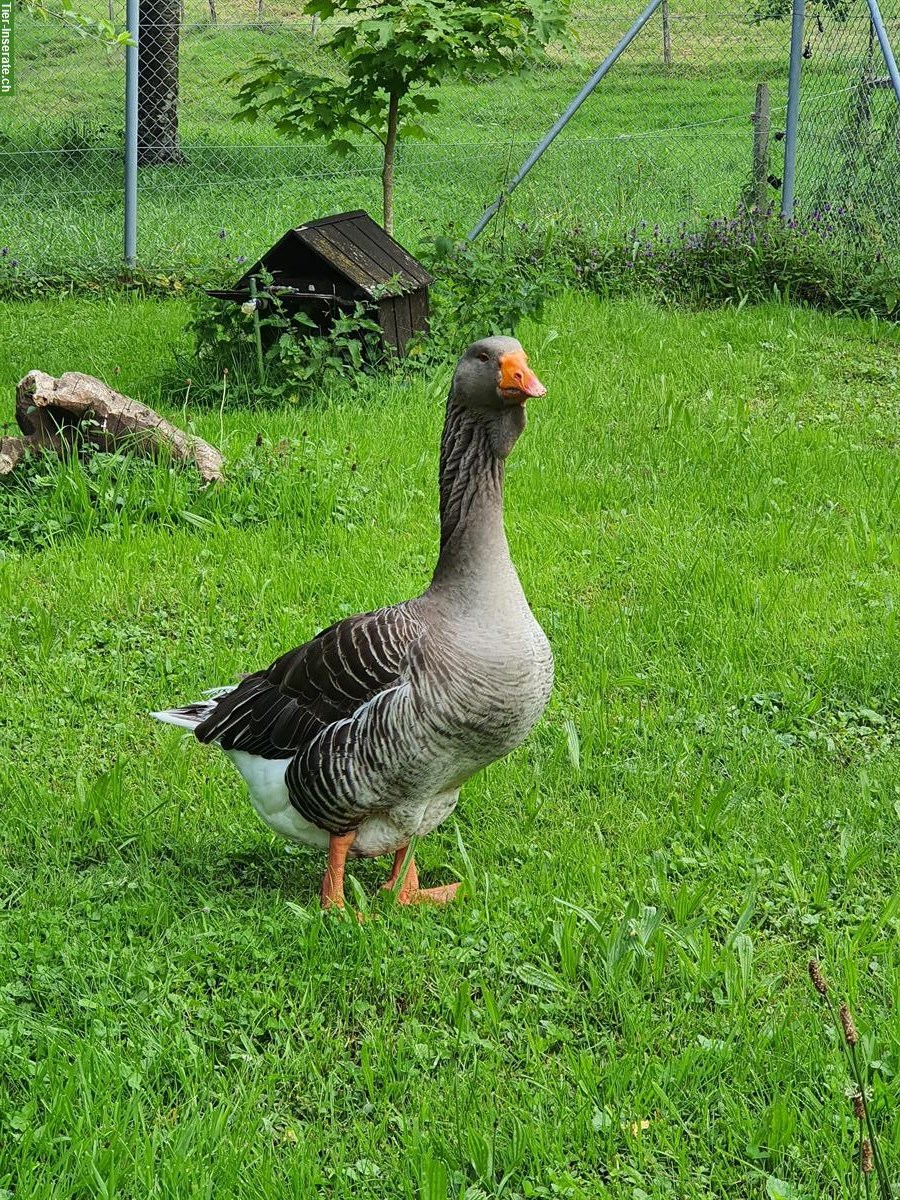 Graugänse Paar, 1 Ganter und 1 Gans