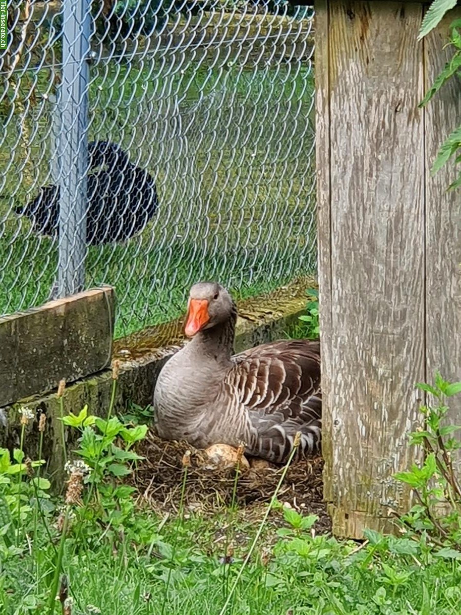 Bild 2: Graugänse Paar, 1 Ganter und 1 Gans