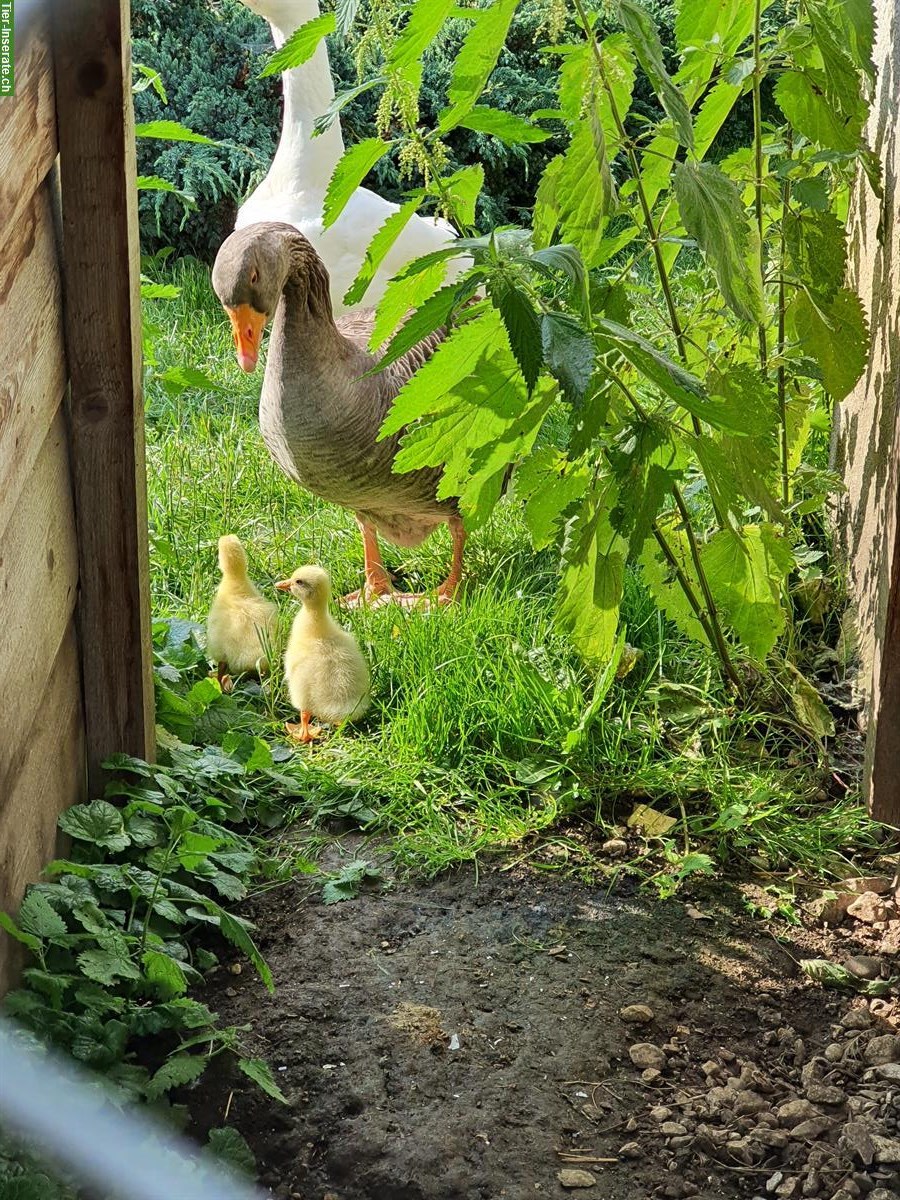 Diepholzer x Graugans 2 Küken abzugeben