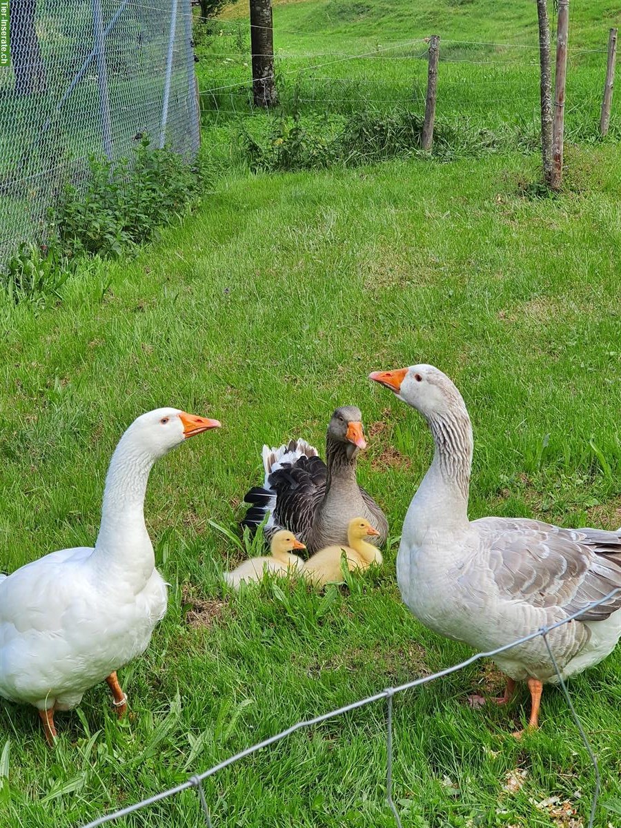 Bild 4: Diepholzer x Graugans 2 Küken abzugeben