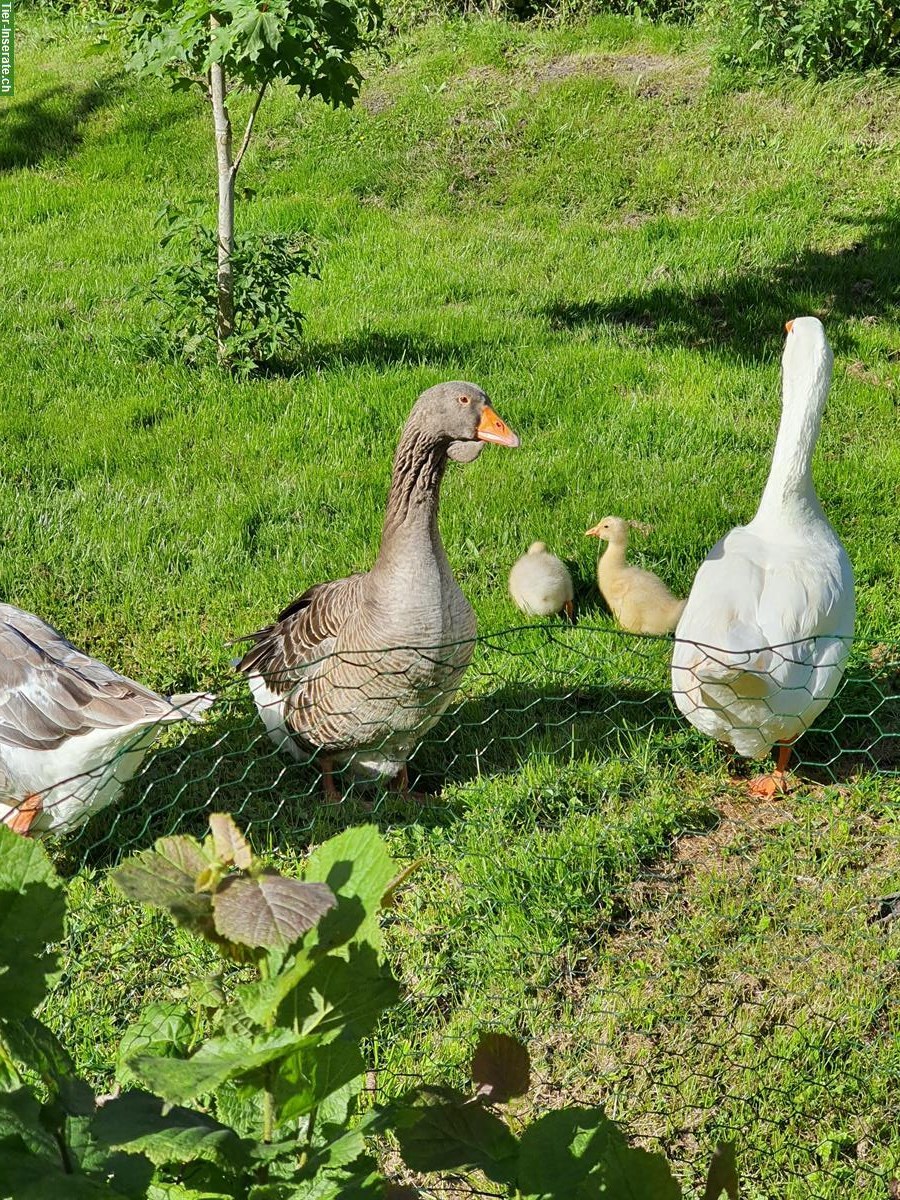 Bild 5: Diepholzer x Graugans 2 Küken abzugeben