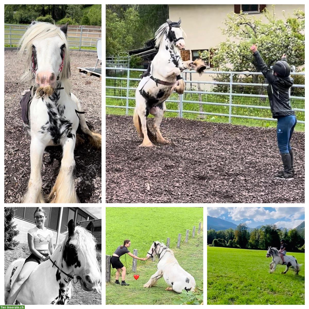 Suche Pony/Kleinpferd ans Futter