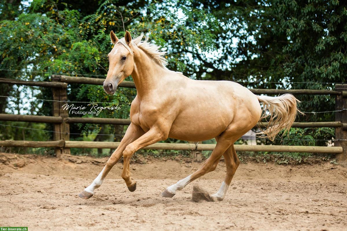 LIQUID GOLD GF - seltener Oldenburger Hengst Gold Palomino