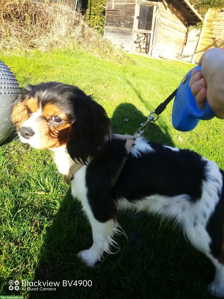 Cavalier King Charles Spaniel Hündin zu vergeben