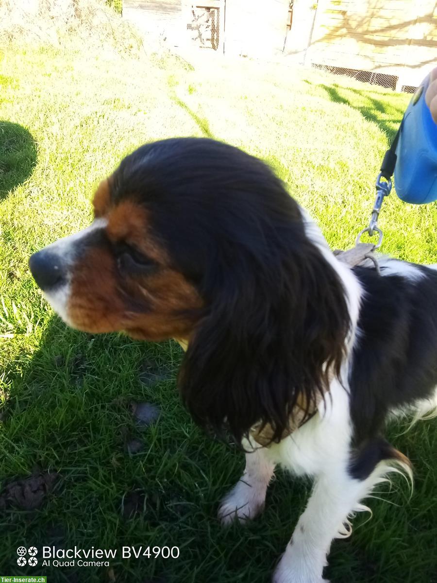 Bild 2: Cavalier King Charles Spaniel Hündin zu vergeben