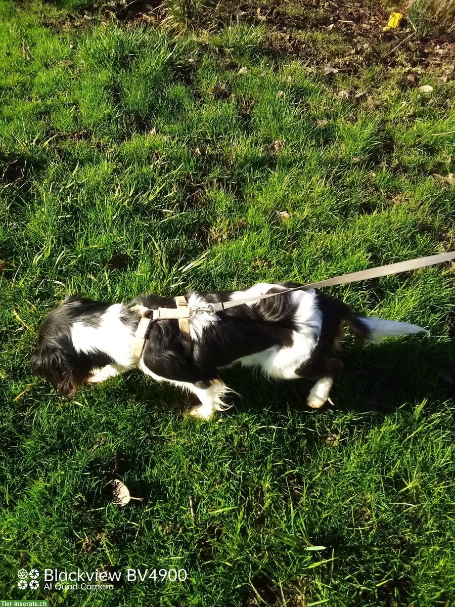 Bild 3: Cavalier King Charles Spaniel Hündin zu vergeben