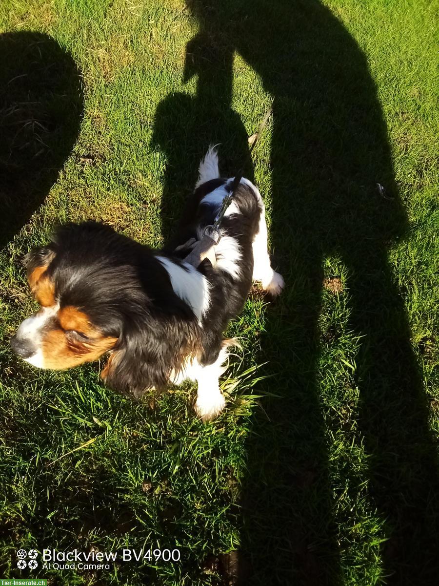 Bild 4: Cavalier King Charles Spaniel Hündin zu vergeben