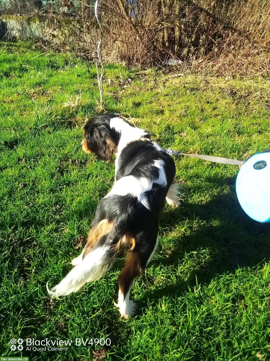 Bild 6: Cavalier King Charles Spaniel Hündin zu vergeben