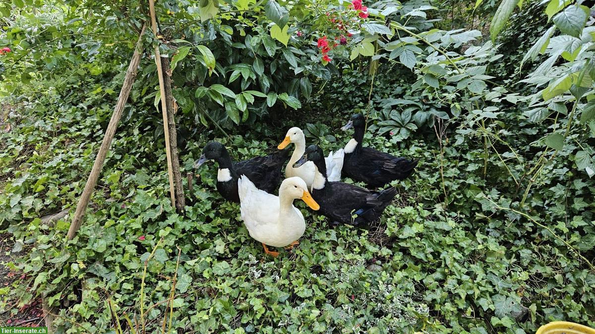 Laufenten Erpel - Ideal für den Garten