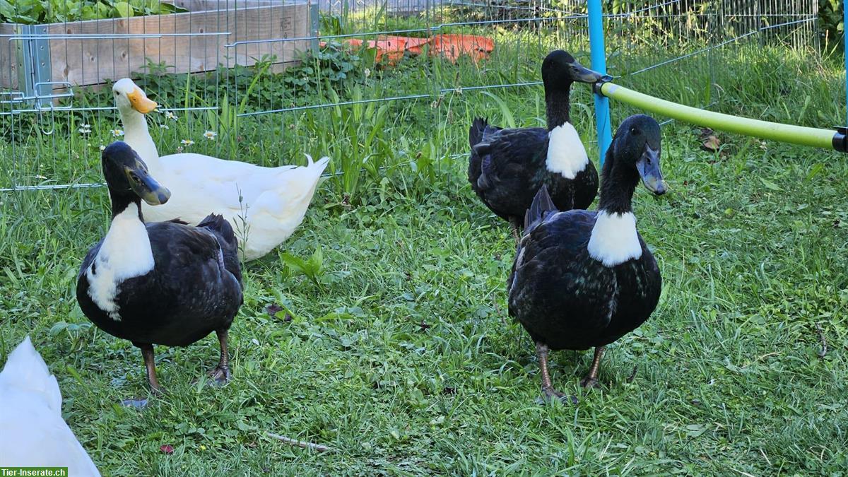 Bild 2: Laufenten Erpel - Ideal für den Garten