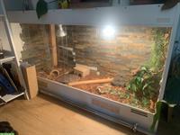GRATIS: 4-jährige Kornnatter mit Terrarium abzugeben