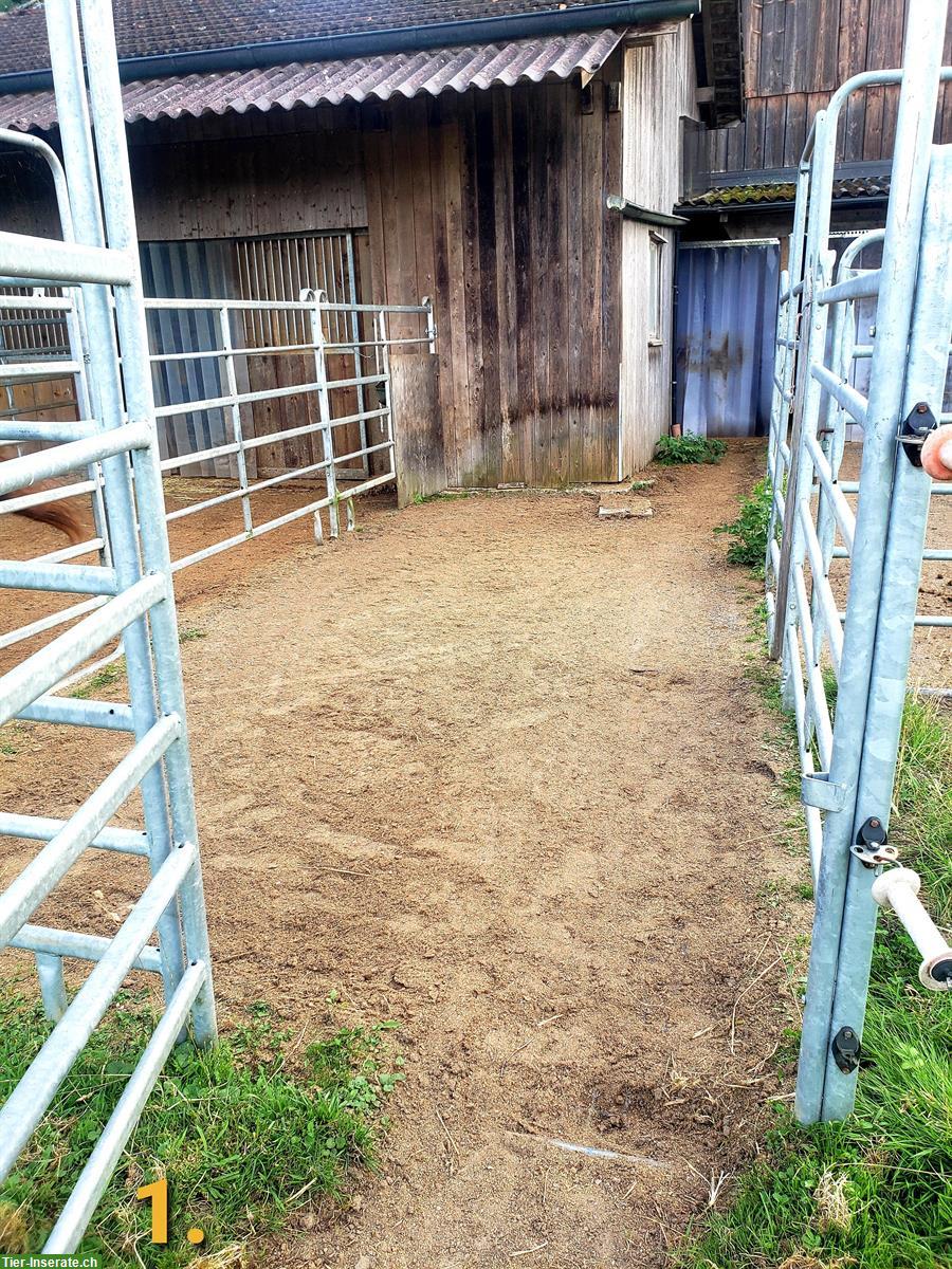 Auslaufboxen zu vermieten in Strengelbach AG