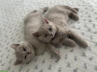 Süsse reinrassige BKH Kitten suchen ein Zuhause