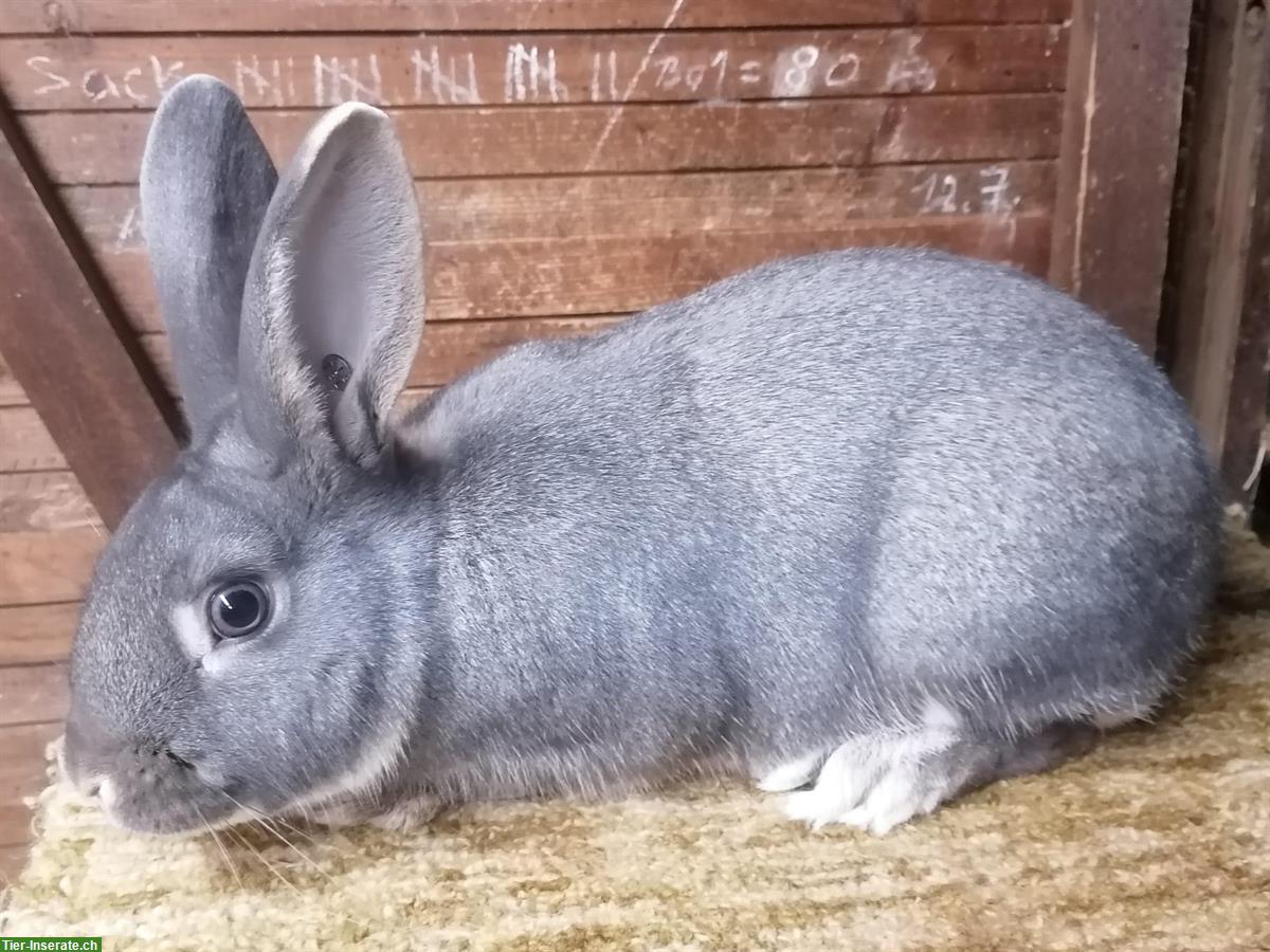 Schweizer Feh Kaninchen zu verkaufen