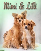 Mischlingshündinnen Mimi und Lilly, 2 herzige Hundemädchen!