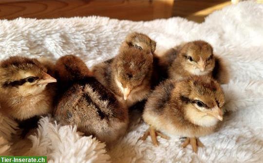 Bielefelder Kennhuhn Küken, Hennen zu verkaufen