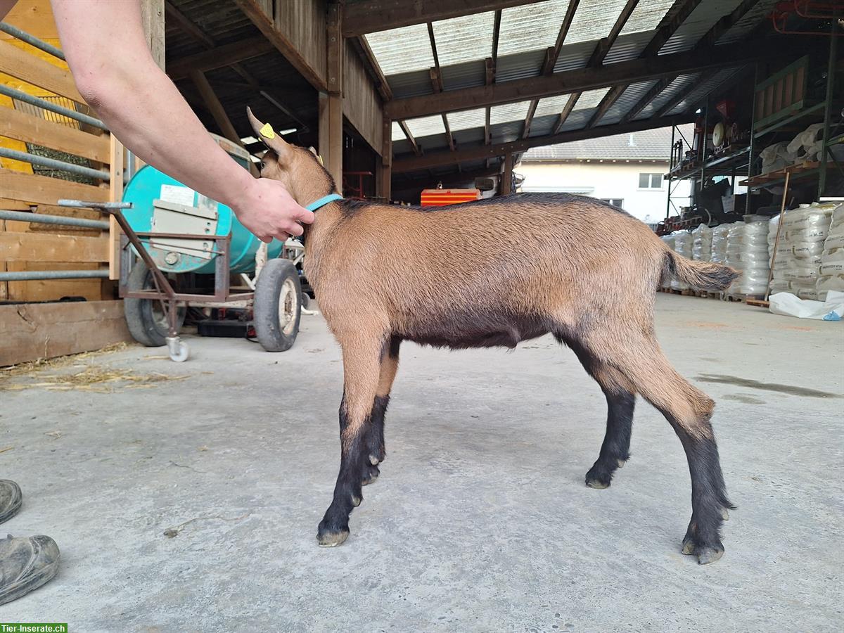 Bild 5: Gemsfarbiger Gebirgsziegenbock HORNLOS