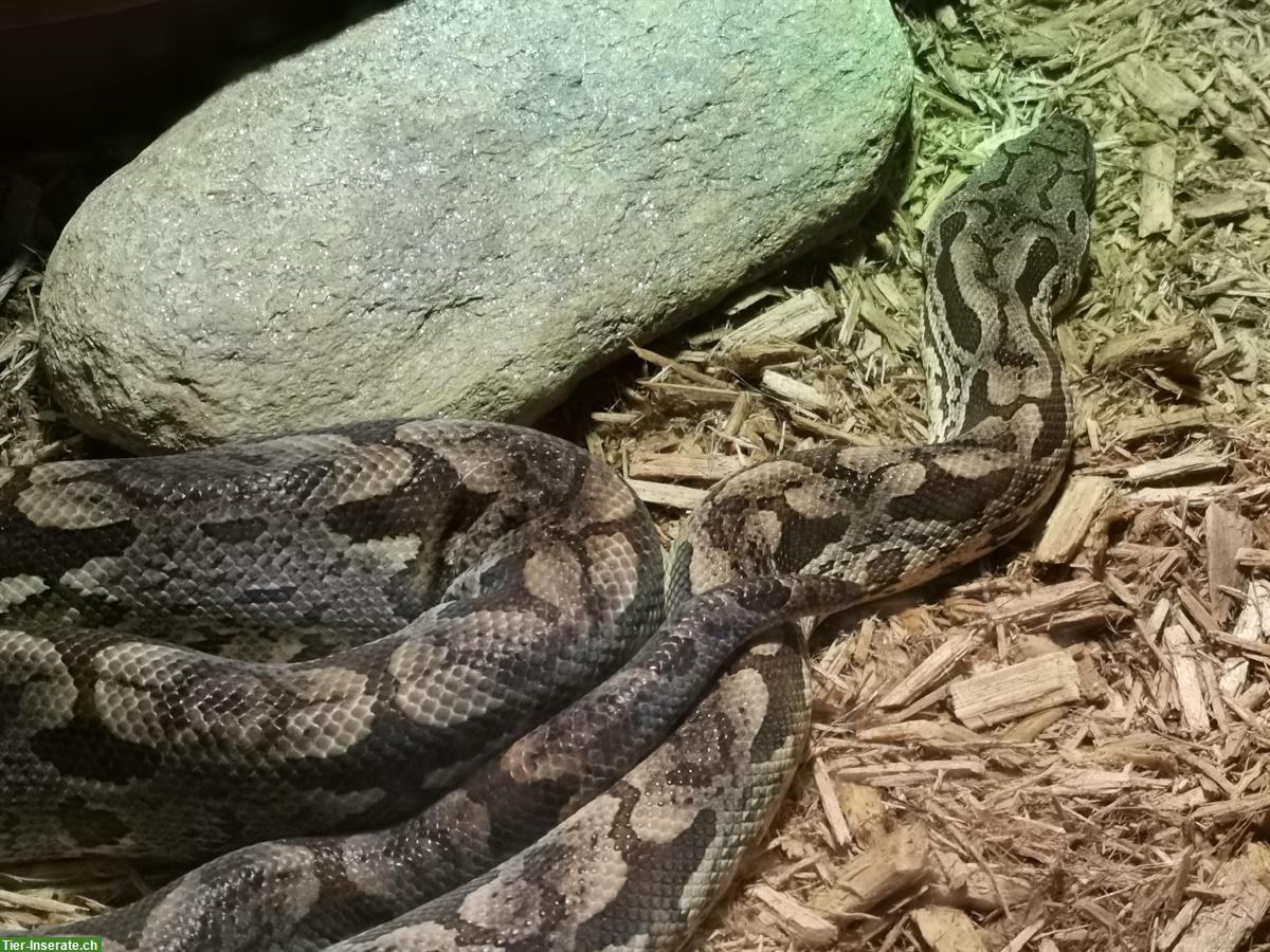 Südliche Madagaskarboa mit oder ohne Terrarium abzugeben