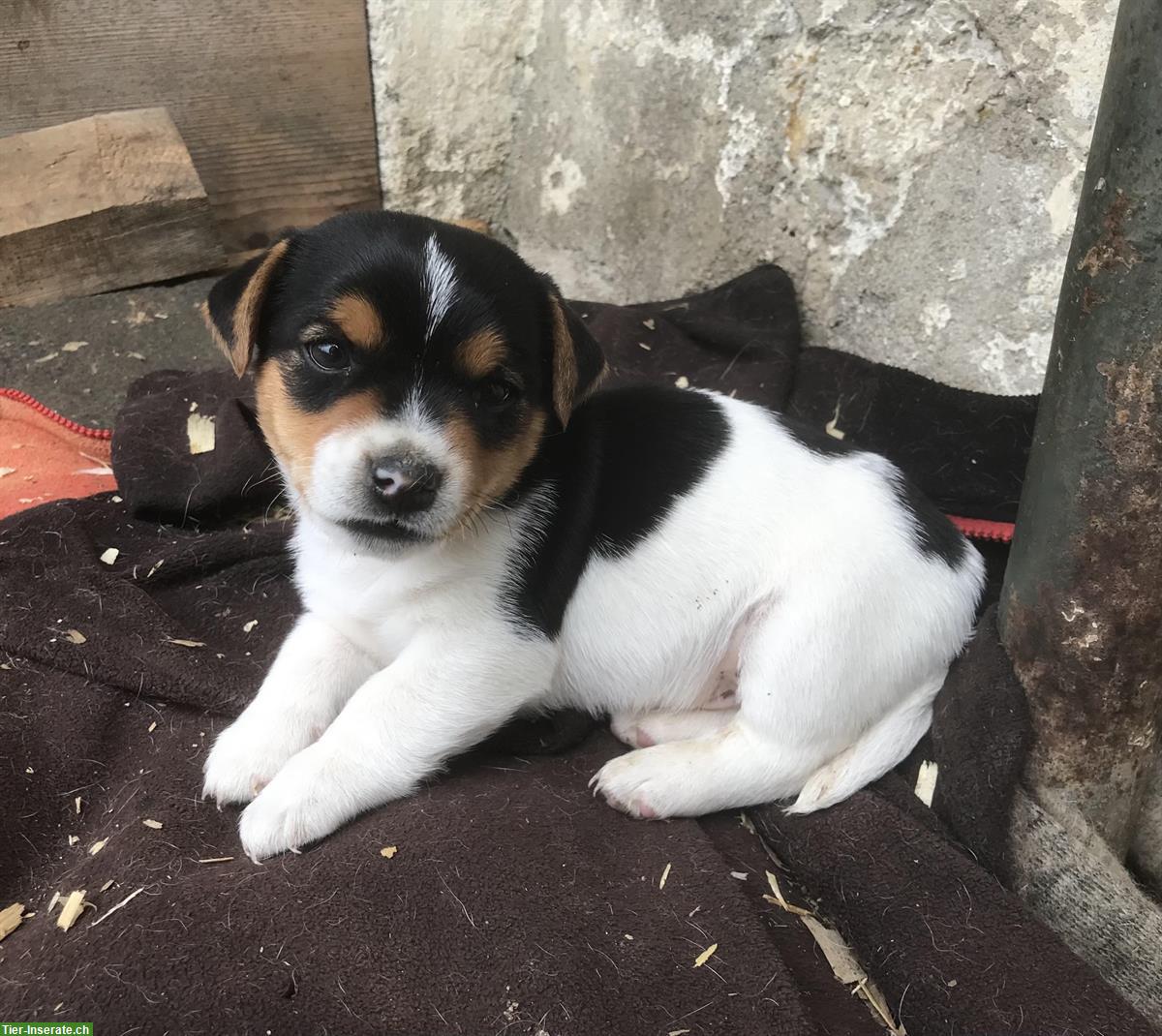 Deux chiots Jack Russel M+F | 2 Jack Russell Welpen