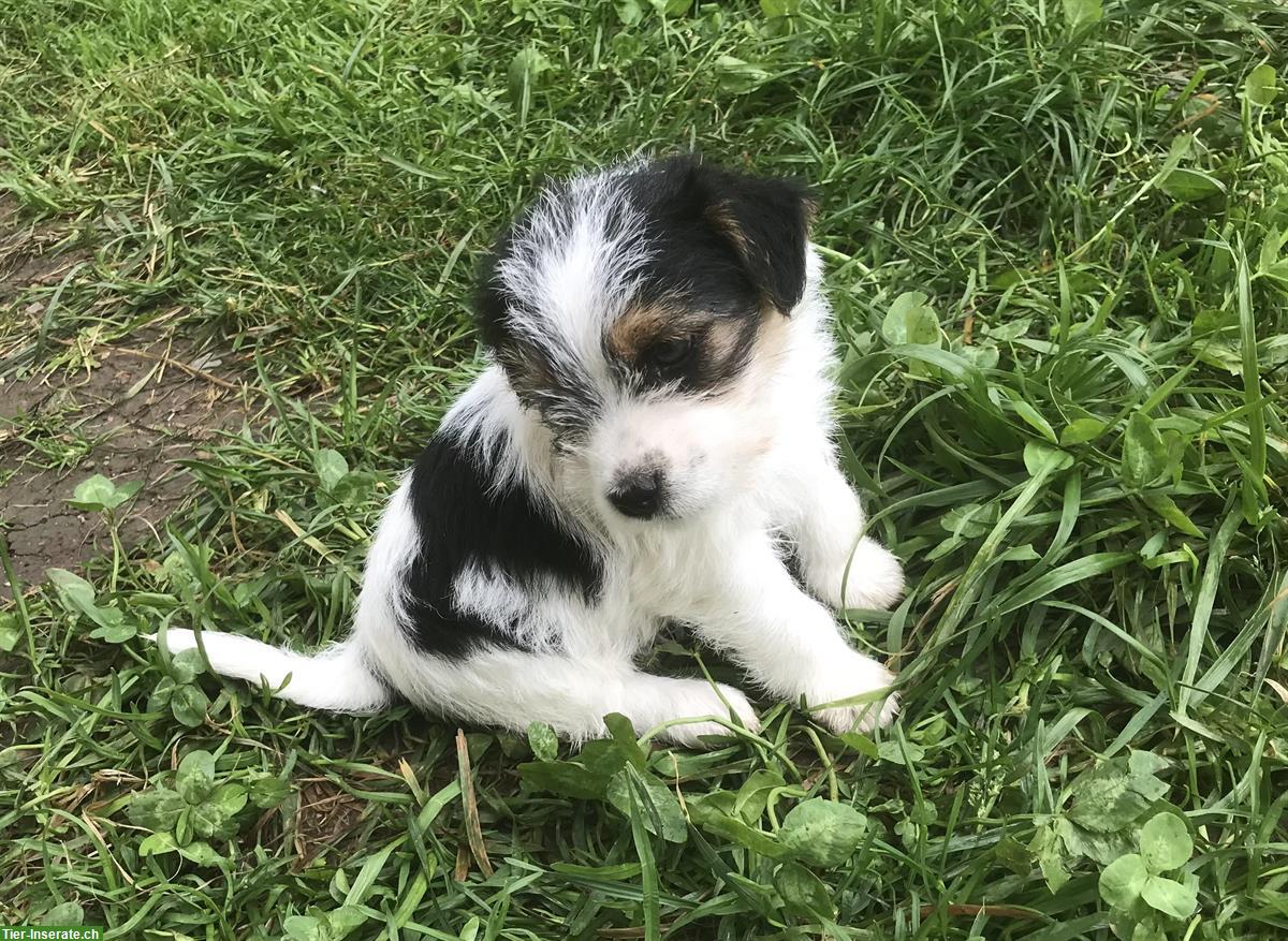 Bild 2: Deux chiots Jack Russel M+F | 2 Jack Russell Welpen