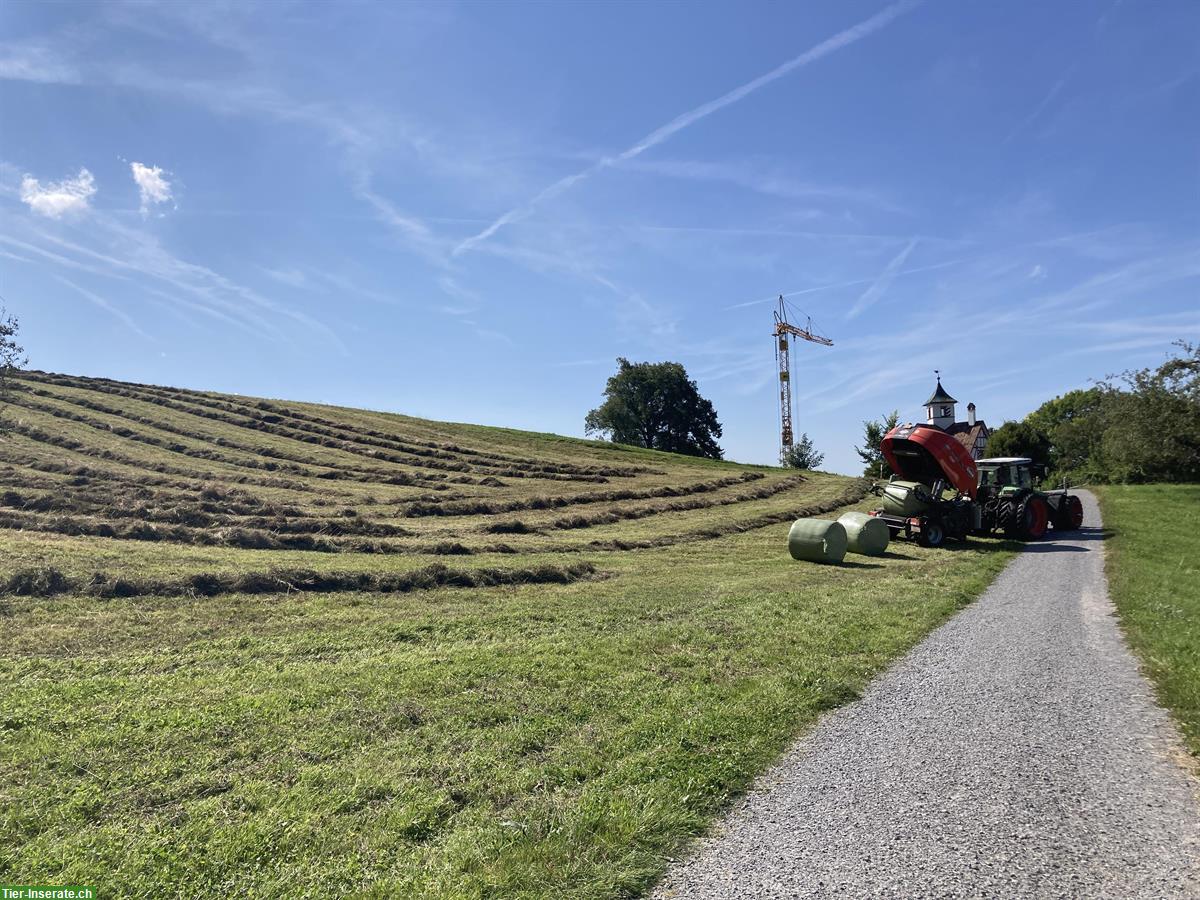 Bild 3: Heu, Emd, Ökoheu ab Feld, Stock oder Kleinballen