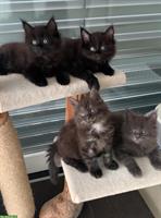 Maine Coon Kitten suchen ein neues Zuhause