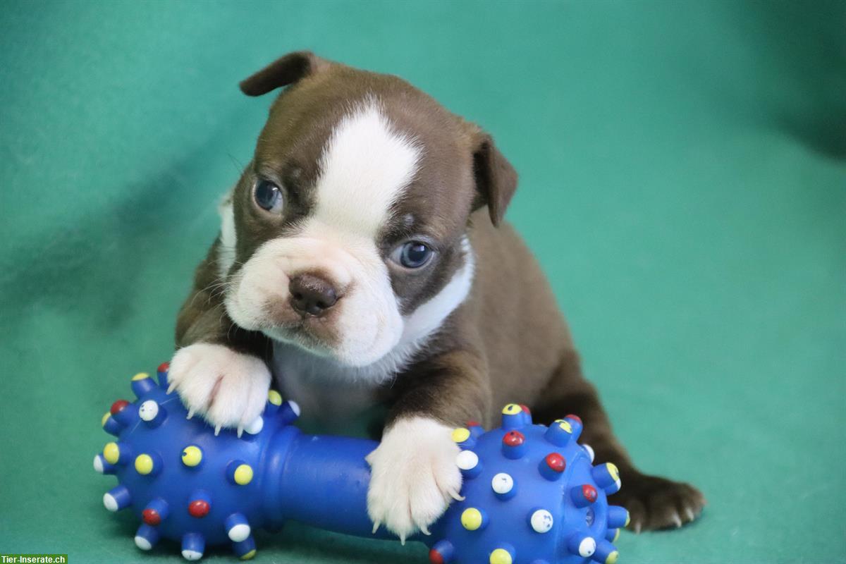 Boston Terrier Welpen in speziellen Farben